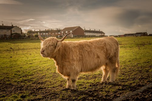 Imagine de stoc gratuită din bovine, câmp, fermă