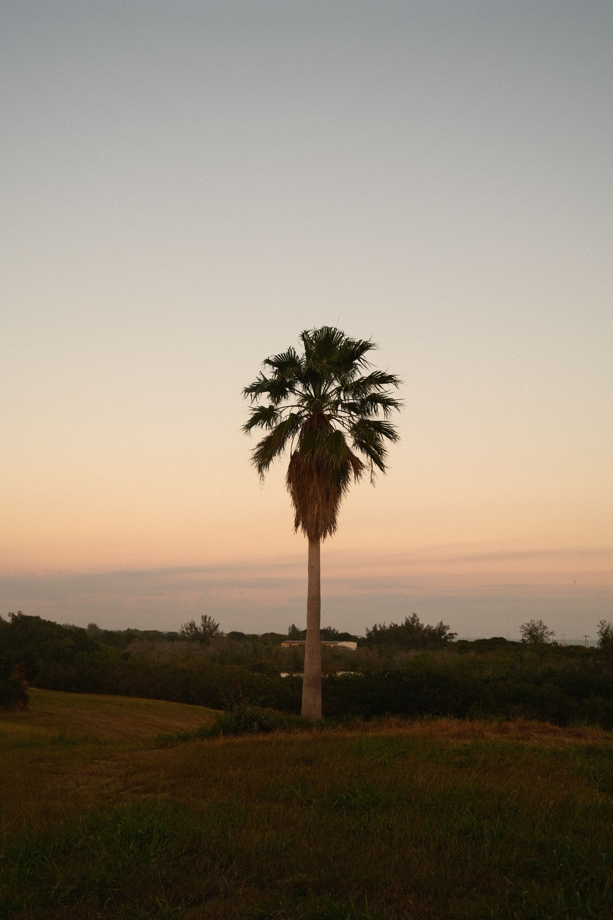 A lone palm tree stands against a serene sunset sky in a peaceful open field setting.