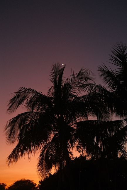 Stunning silhouette of palm trees against a vibrant sunset and crescent moon in tropical landscape.