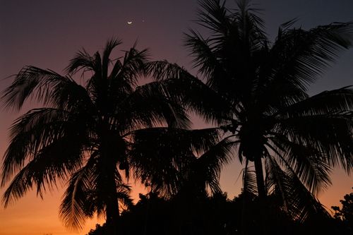 Free Beautiful silhouette of palm trees against a vibrant twilight sky. Stock Photo