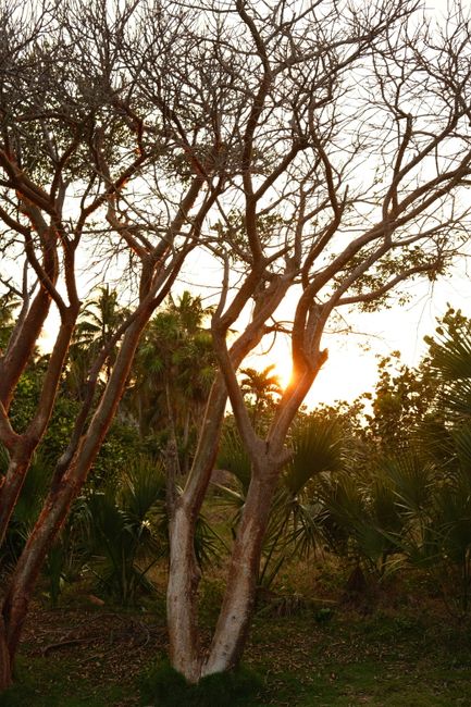 Sunset light filters through sparse tree branches in a tropical landscape, creating a serene scene.