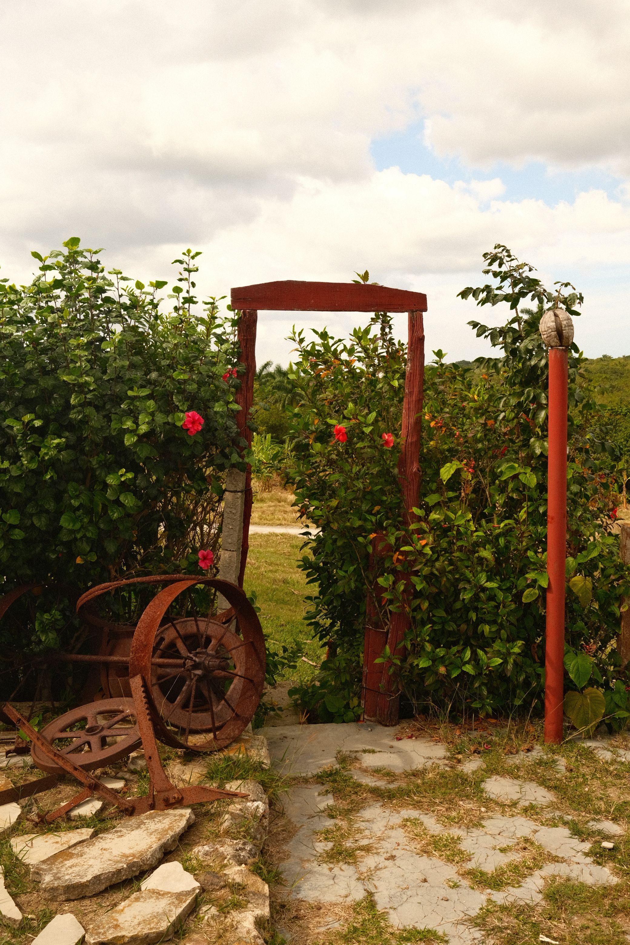 Gratis Sjarmerende rustikk hageinngang på Cuba, innrammet av frodige grønne og røde hibiskusblomster. Arkivbilde