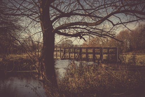Darmowe zdjęcie z galerii z brzeg rzeki, chodzenie, drzewa
