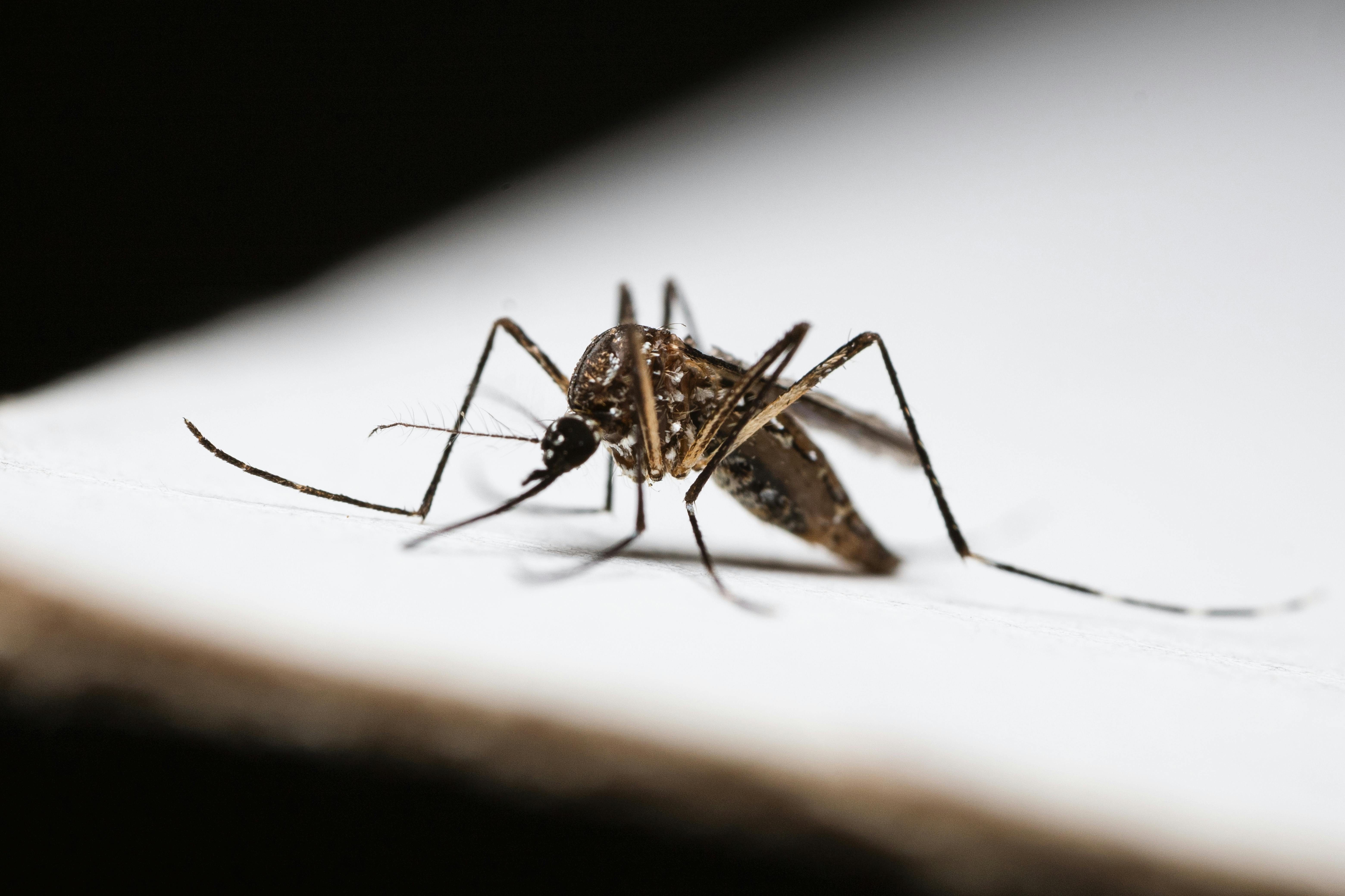 Close‑up view of a mosquito highlighting its proboscis and wing patterns