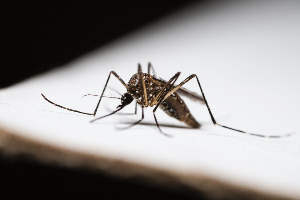 Vacinação dengue Campo Grande: postos e prevenção eficaz