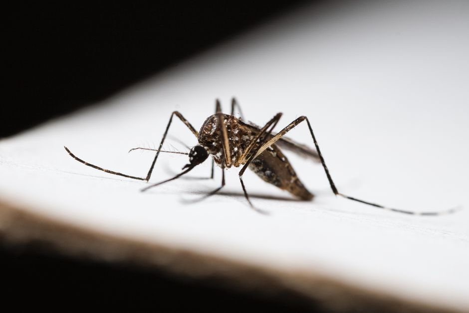 Gene Drive System Effectively Suppresses Mosquito Populations in Lab, Offers Malaria Hope