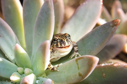 A cute ornate burrowing frog nestled in succulent leaves in Brisbane.