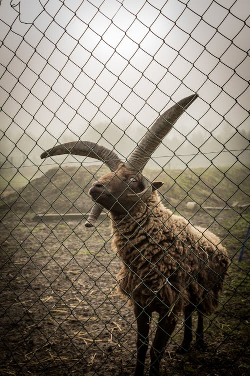 Imagine de stoc gratuită din animal, coarne, creșterea animalelor