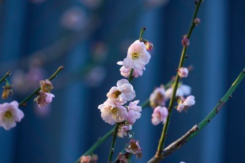 Free Delicate pink cherry blossoms in full bloom on a branch. Perfect for spring themes. Stock Photo