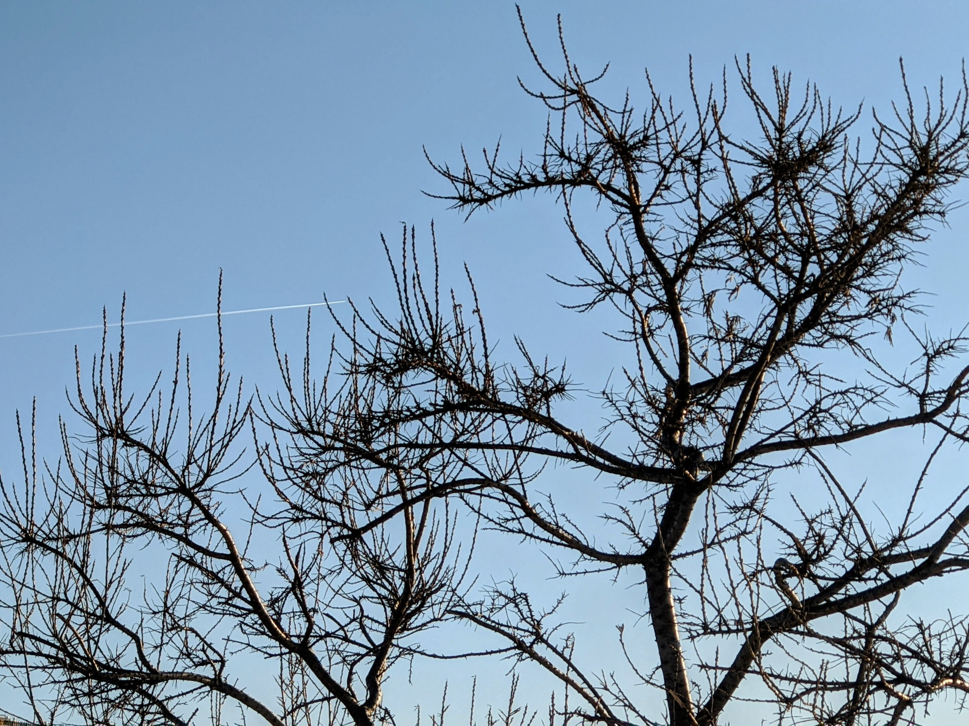Bare Tree Branches Against a Clear Winter Sky · Free Stock Photo