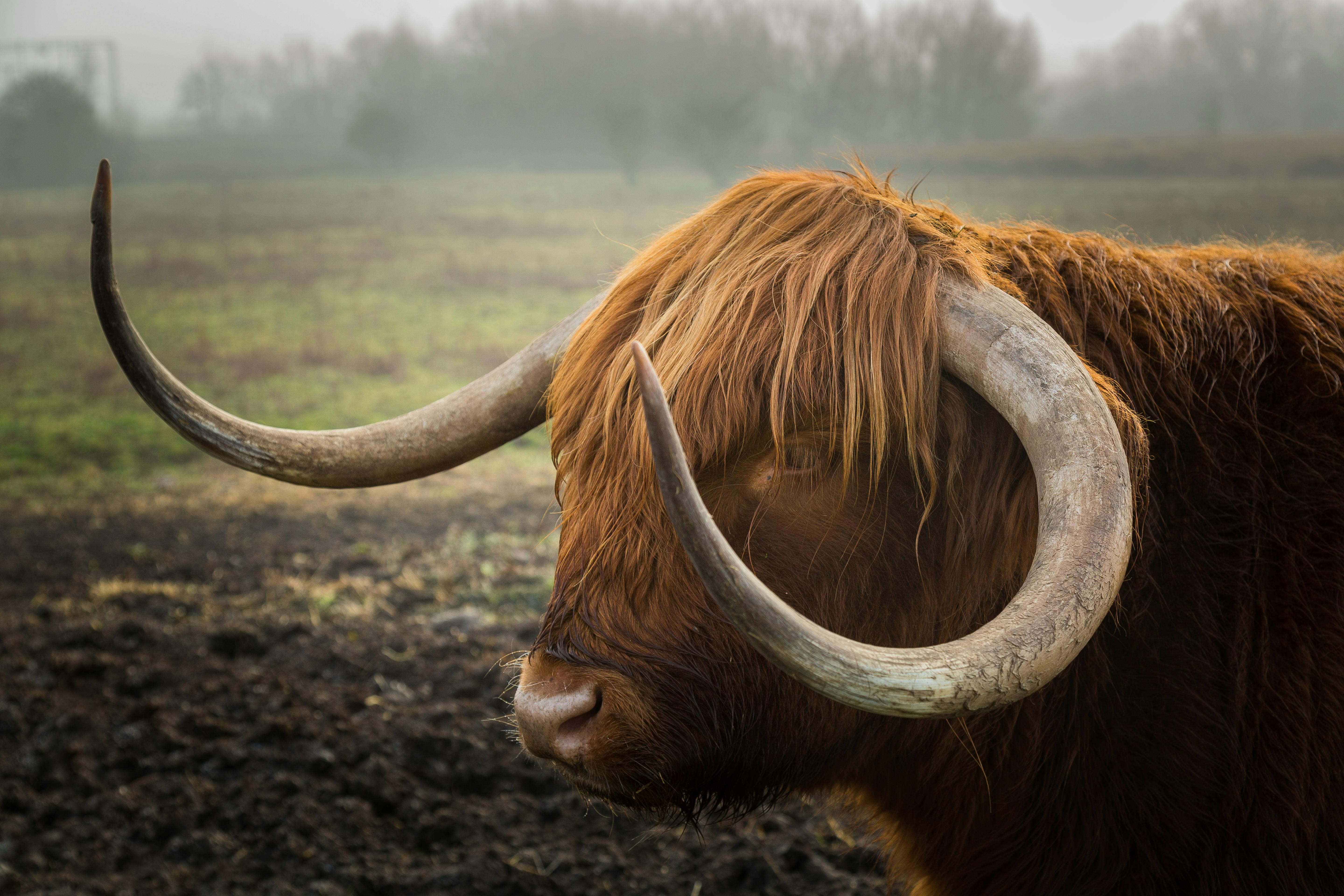 free-stock-photo-of-bull-horns