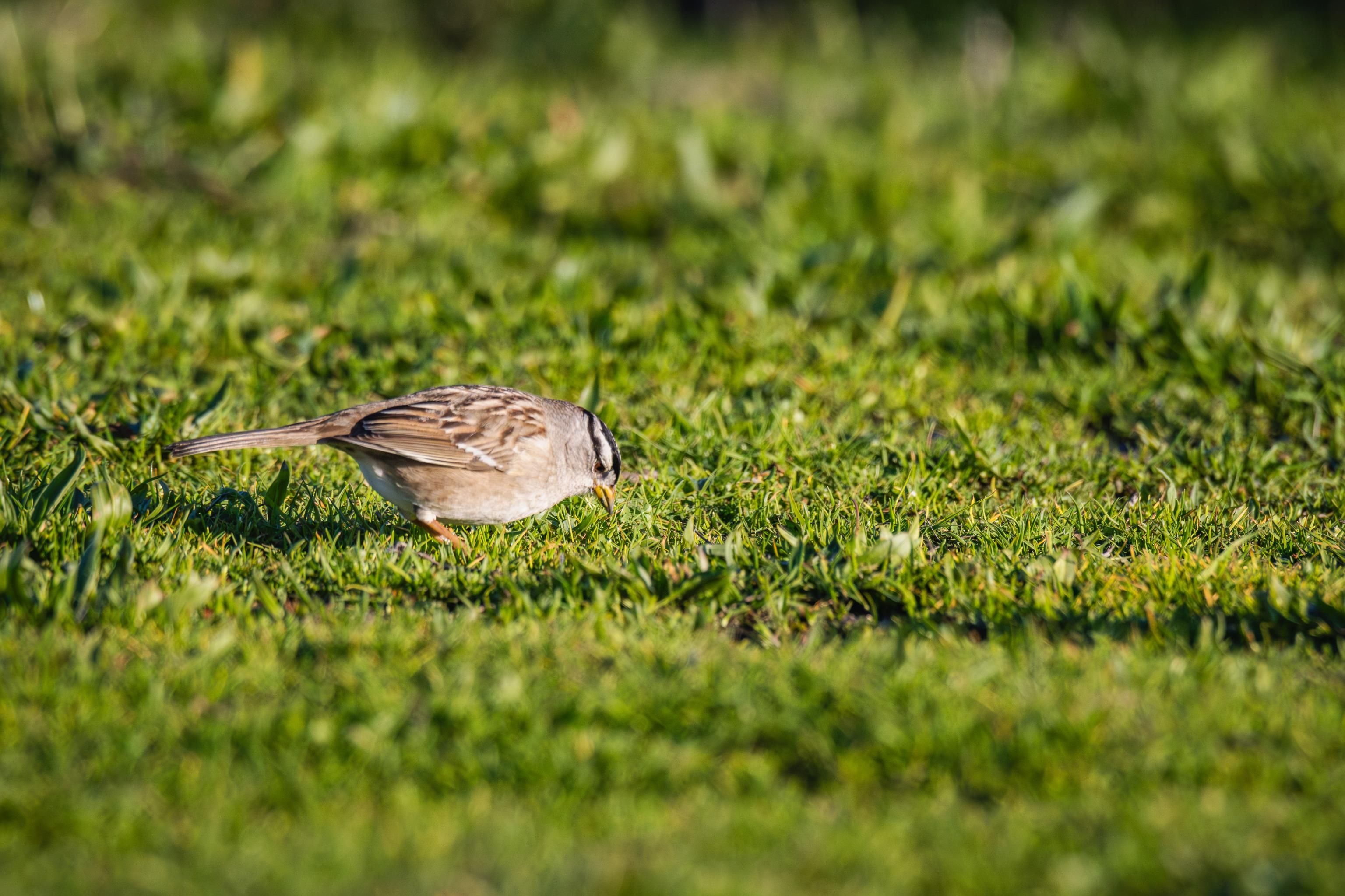 Sparrow Foraging on Green Grass in Sunlight · Free Stock Photo