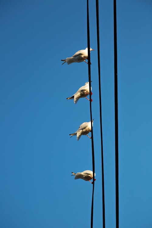 Free stock photo of bird on a wire, blue skies, lined up