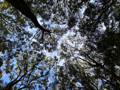 Free Looking up through a forest canopy, capturing the serene essence of nature. Stock Photo