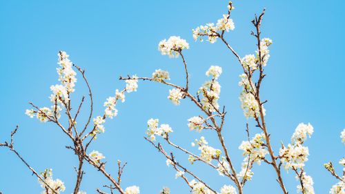 Free White spring blossoms on branches against a vibrant blue sky. Stock Photo