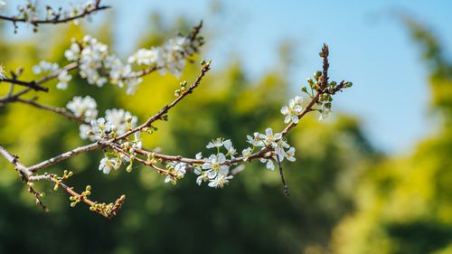 Free Delicate white blossoms on a branch against a clear blue sky. Stock Photo