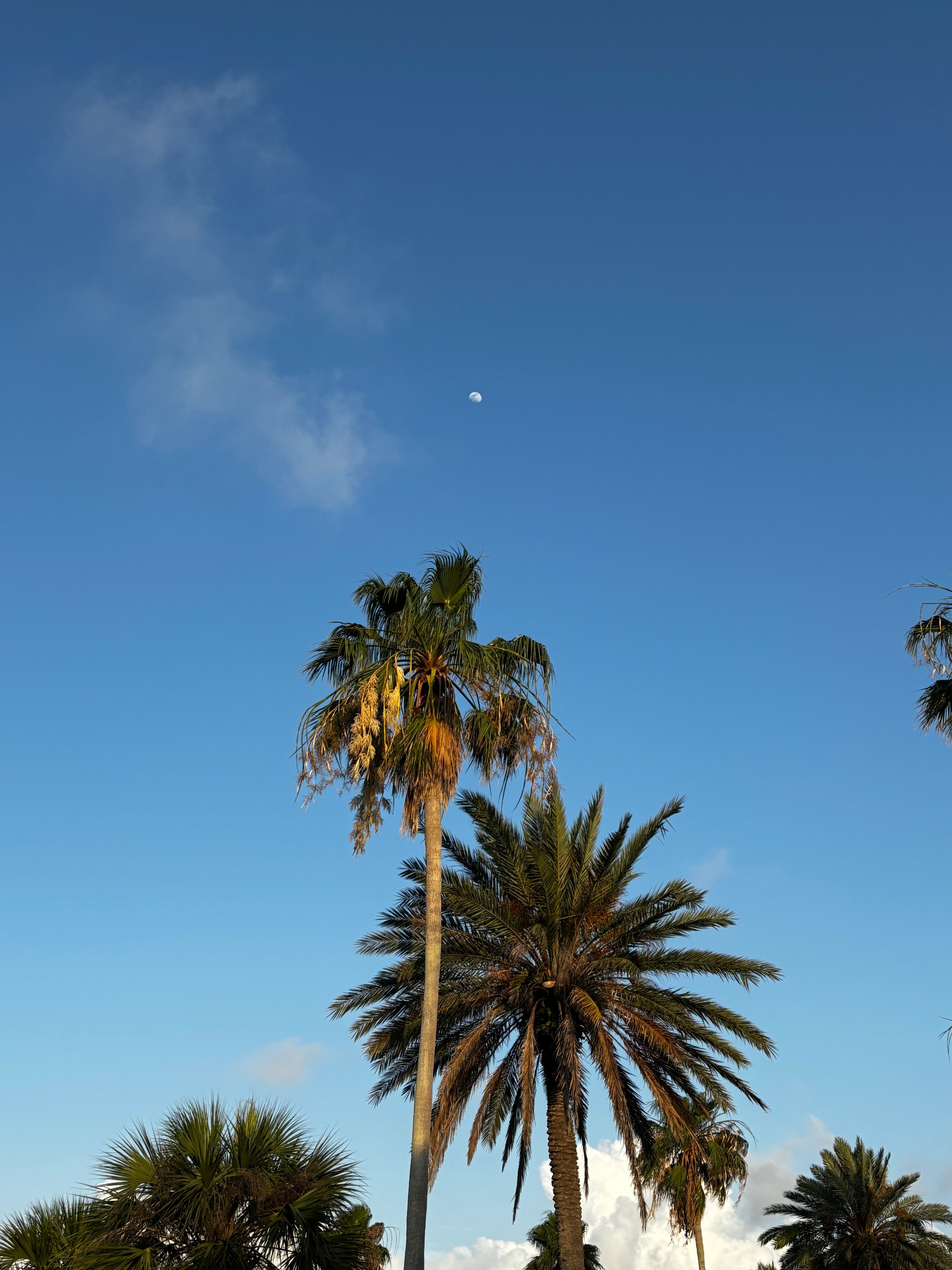 Palm Trees Under Blue Sky with Moon · Free Stock Photo