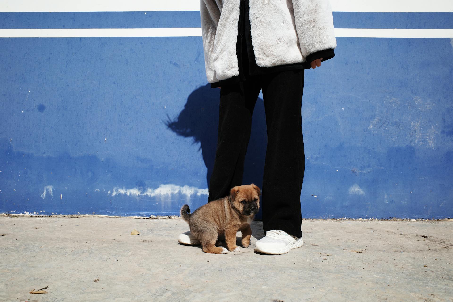 A cute puppy stands next to a person wearing fluffy coat and black pants against a blue wall.