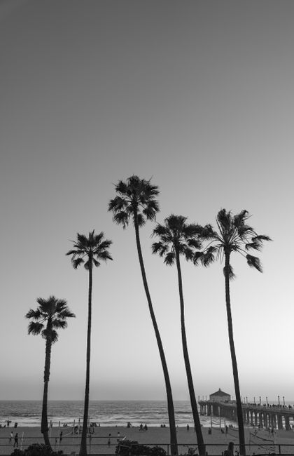 Silhouette of palm trees against the Manhattan Beach Pier in California.