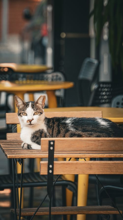 Free A cat lounging on a wooden chair in an outdoor cafe setting, basking in sunlight. Stock Photo