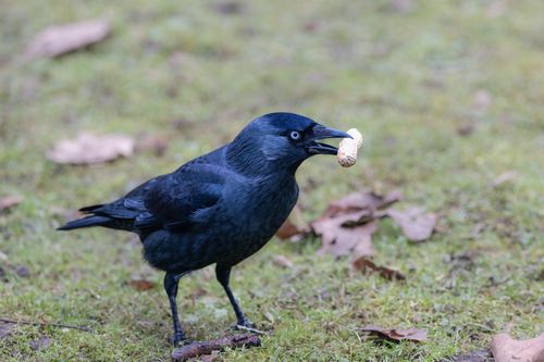 Free Close-up of a crow holding a peanut on grassy ground in a park. Stock Photo