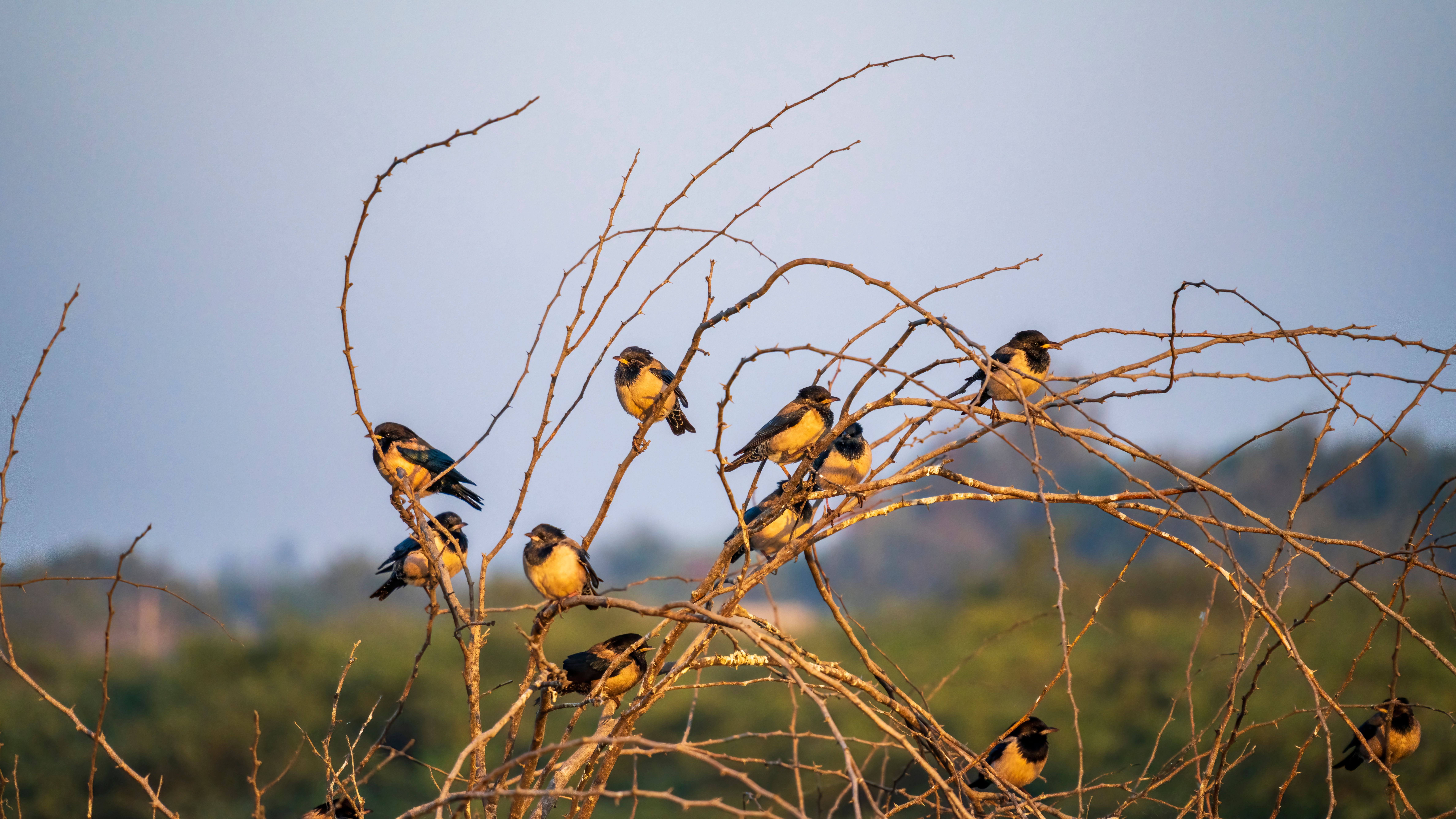 Bird Watching