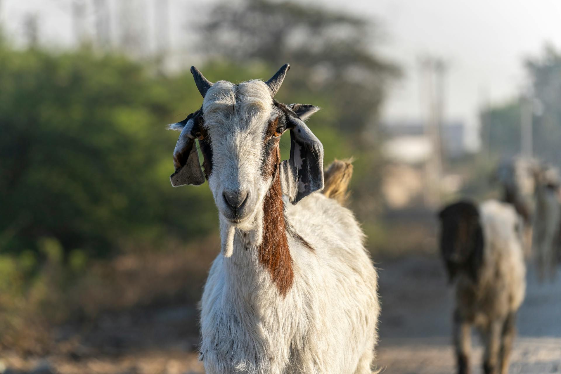 White and brown goat