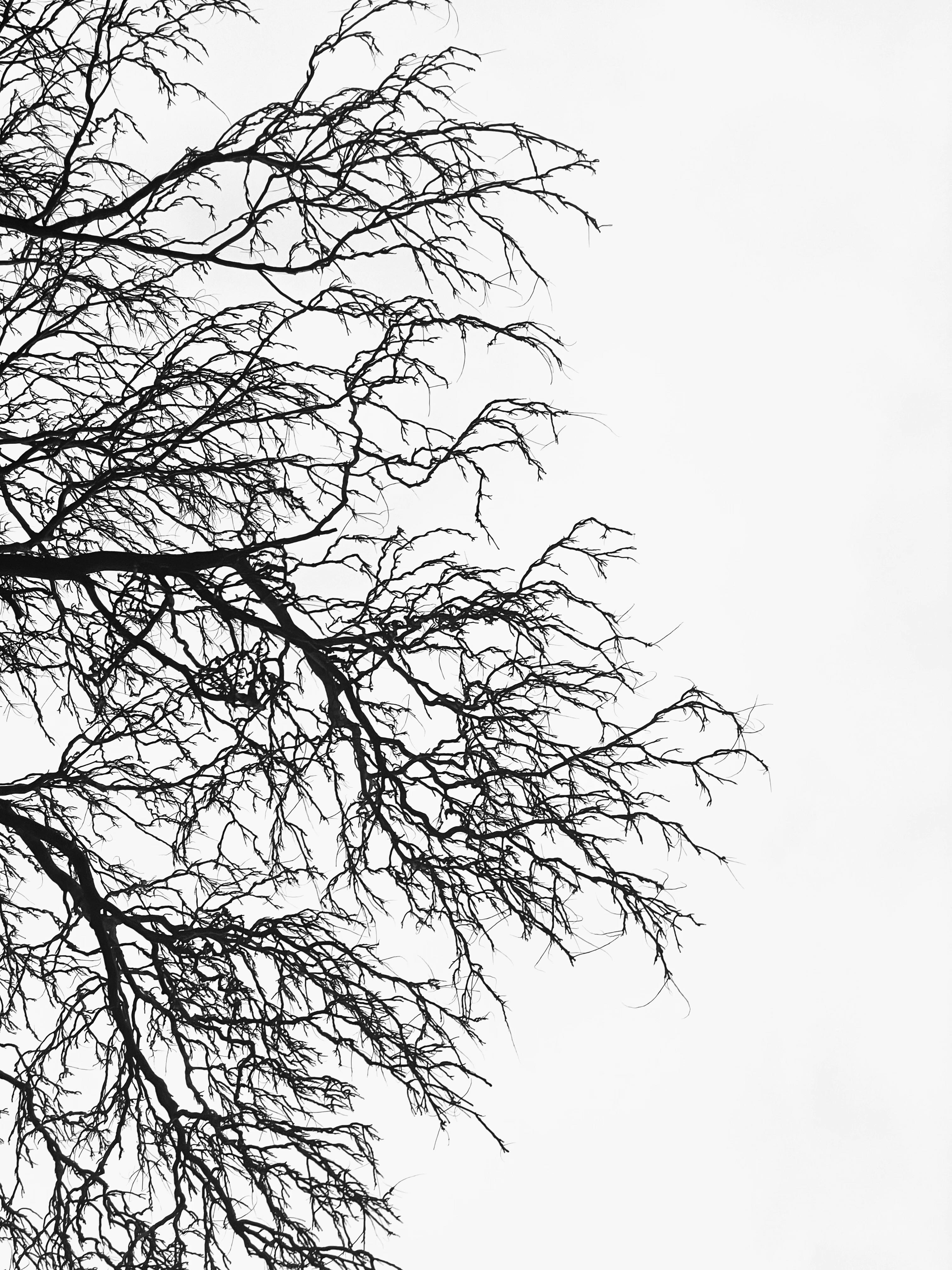 Elegant black and white photo of tree branches against a clear sky.