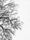 tree branches