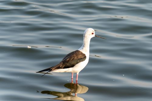 Free A Black-winged Stilt peacefully stands in calm waters, showcasing its elegance. Stock Photo