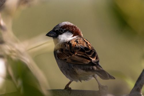 Free Detailed shot of a house sparrow in Abu Dhabi, UAE, showcasing its plumage. Stock Photo