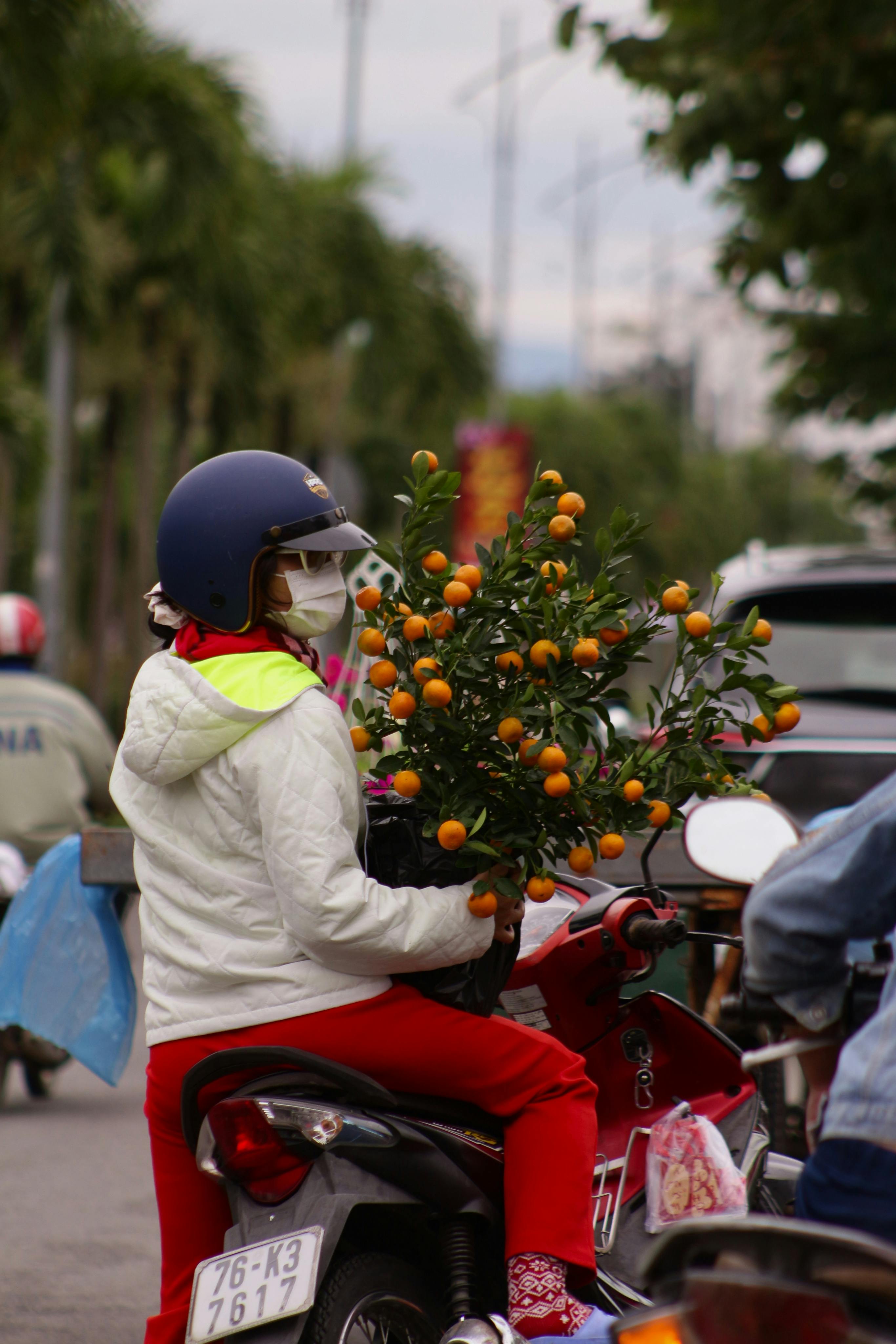Free Woman wearing helmet and mask on a scooter holding potted orange tree amidst street traffic. Stock Photo