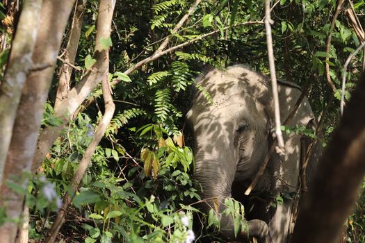 Asian elephant blending into the dense jungle vegetation of Chiang Mai, Thailand.