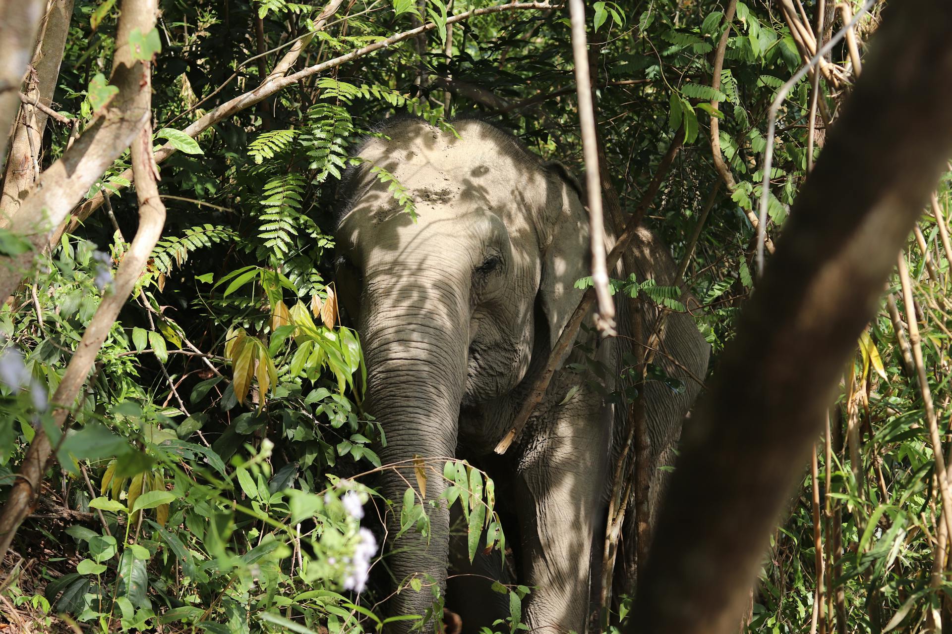 Close-up of an Asian elephant hidden in dense Chiang Mai jungle foliage.