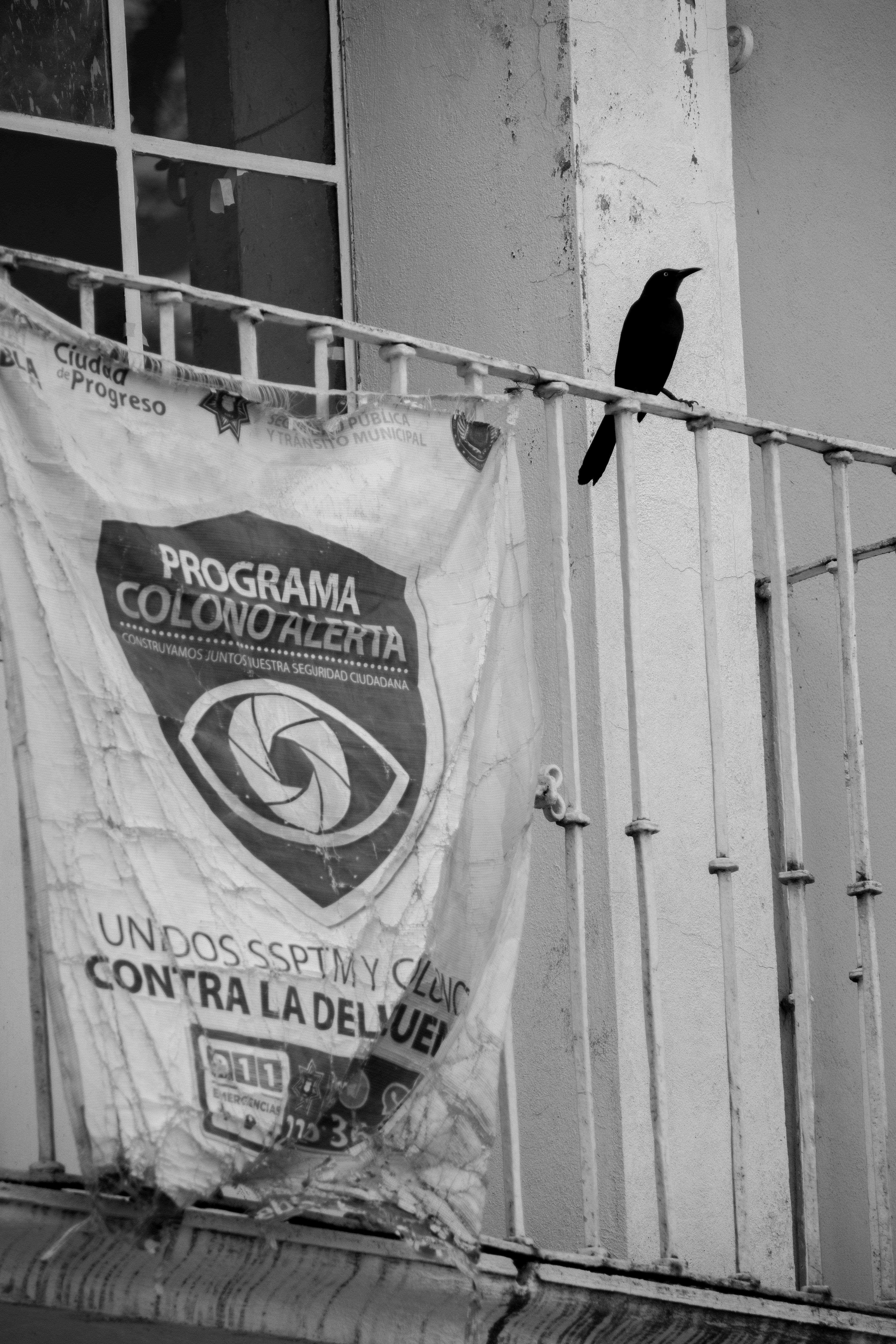 Black and white image featuring a bird perched on a balcony rail with a torn banner.