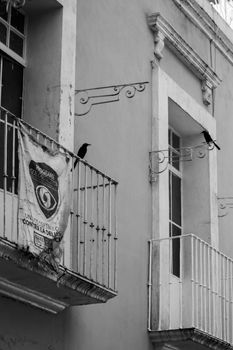 Two birds perched on balconies in a black and white urban setting, evoking nostalgia.