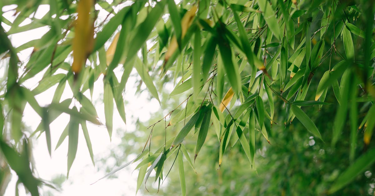 How to get rid of bamboo in garden UK