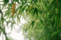 日光下，绿色竹林的背景明亮而郁郁葱葱