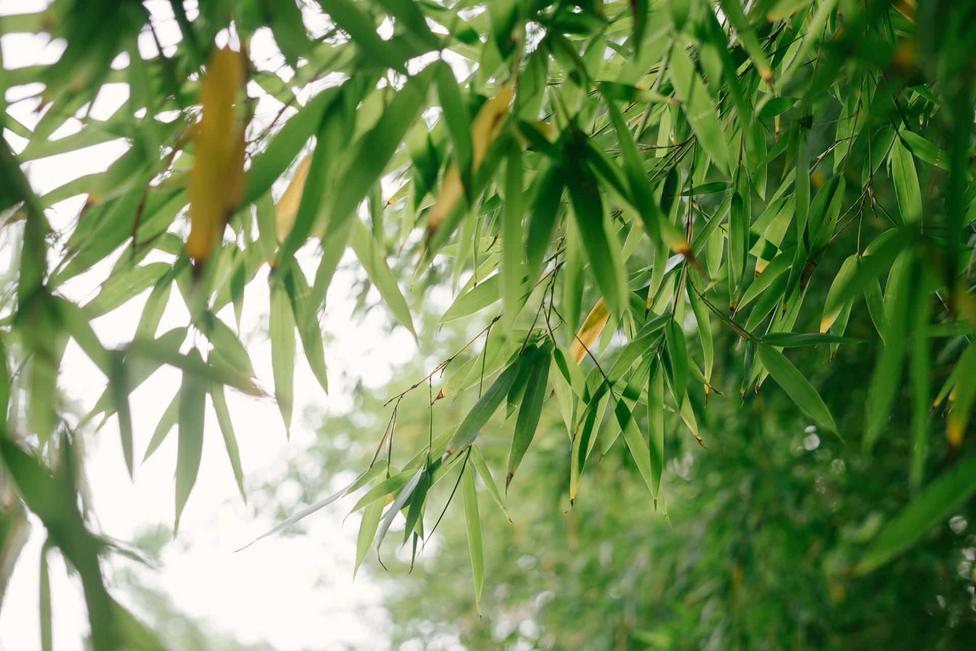 Close-up of green bamboo leaves with a bright and lush background, captured in daylight.