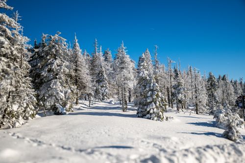 Free Captivating snowy forest landscape in Wernigerode, Germany during winter season. Stock Photo