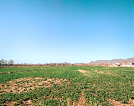A serene landscape of a green field with mountains in the background under a clear blue sky in Pedro Meoqui, Mexico.