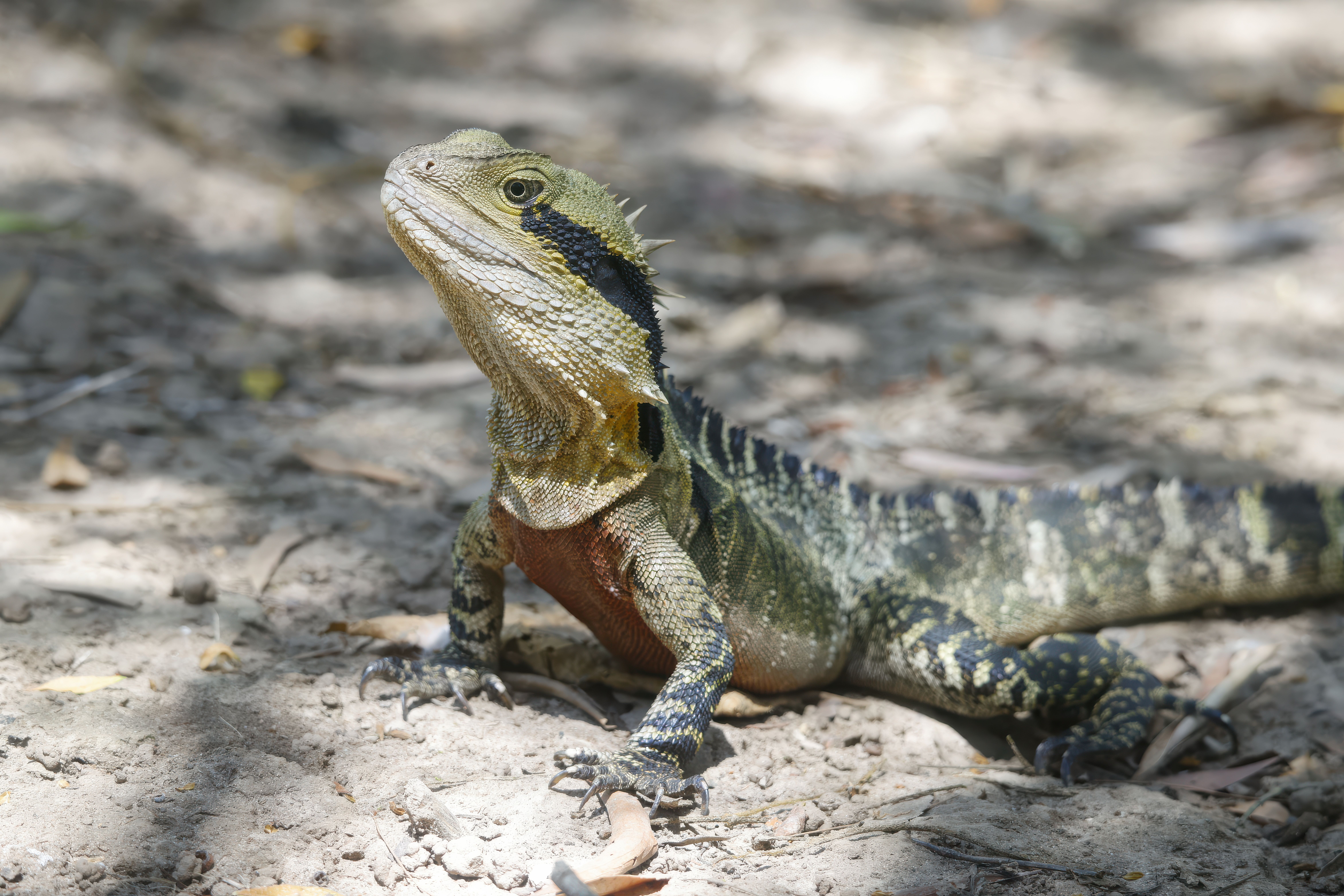 Close-up of an Australian water dragon basking on a sandy surface under sunlight.