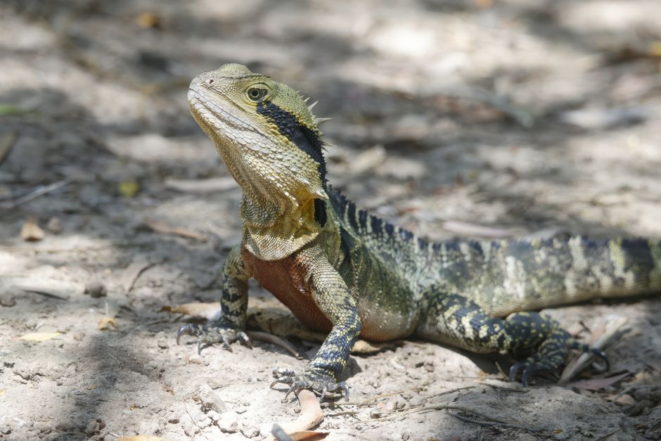 Close-up of an Australian water dragon basking on a sandy surface under sunlight.