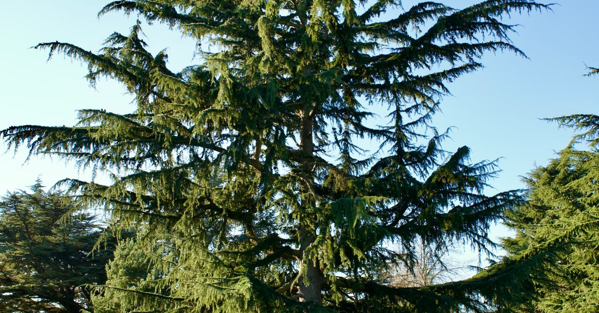 Front Cedar Tree Majestic Cedar Tree in English Park · Free Stock Photo
