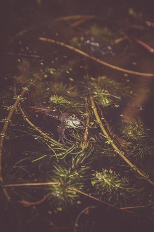 Darmowe zdjęcie z galerii z chwast, jajka, natura