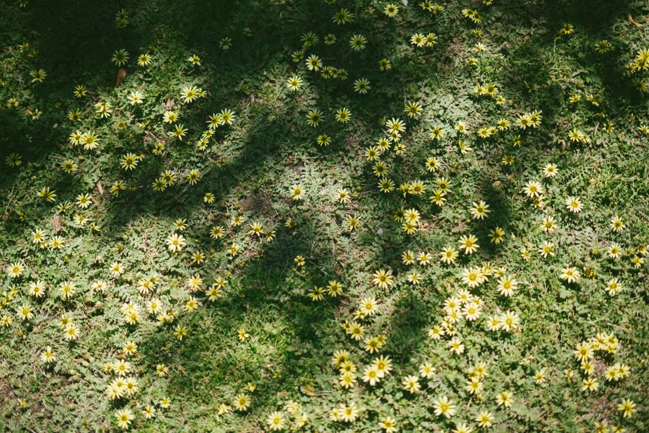 A field of blooming yellow daisies with dappled sunlight creating delicate patterns.
