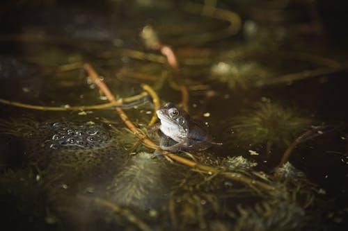 Бесплатное стоковое фото с pondlife, жаба, икра лягушек