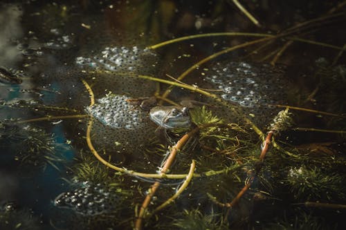 Бесплатное стоковое фото с pondlife, жаба, икра лягушек