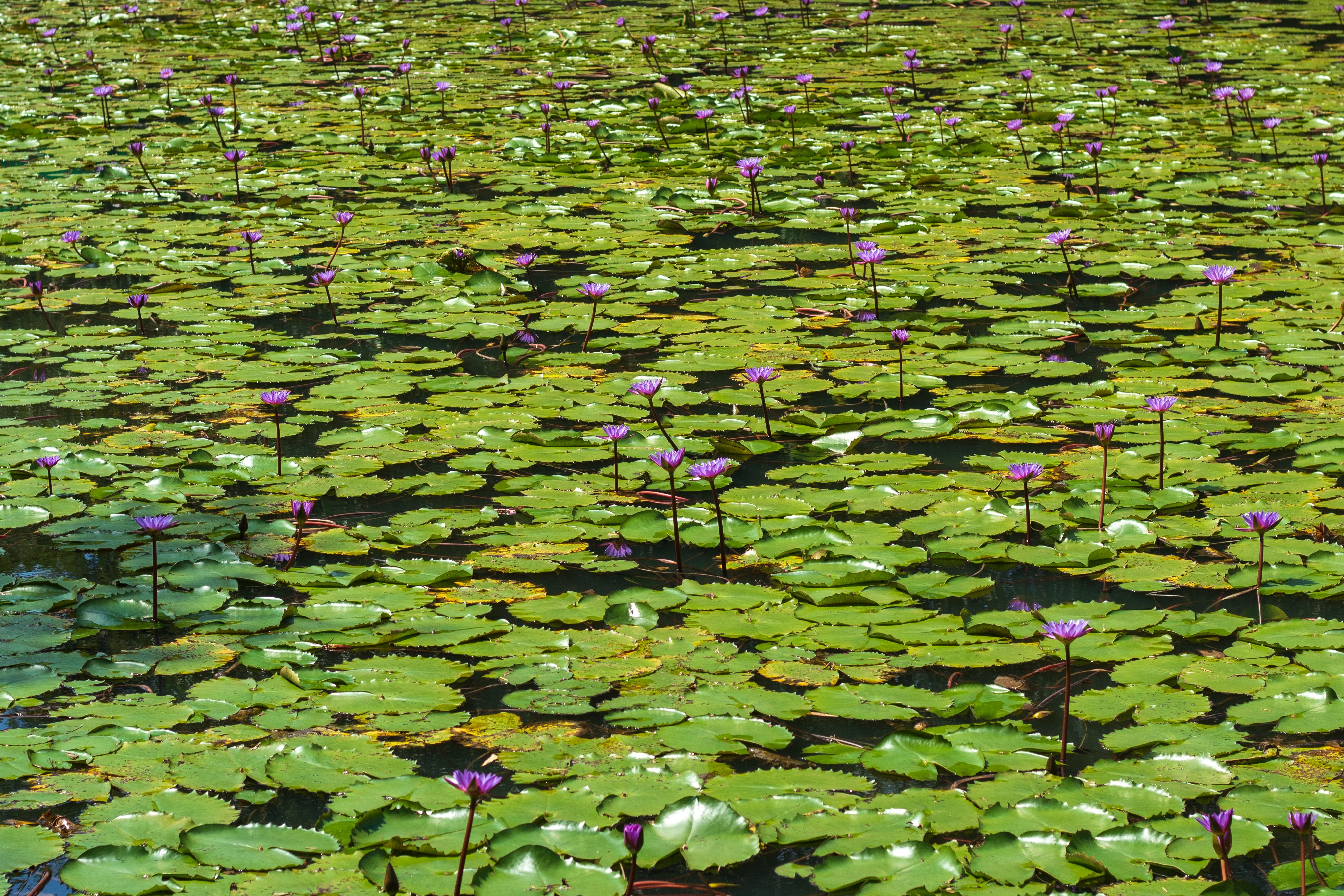 A vibrant pond filled with blooming purple water lilies, showcasing serene natural beauty.