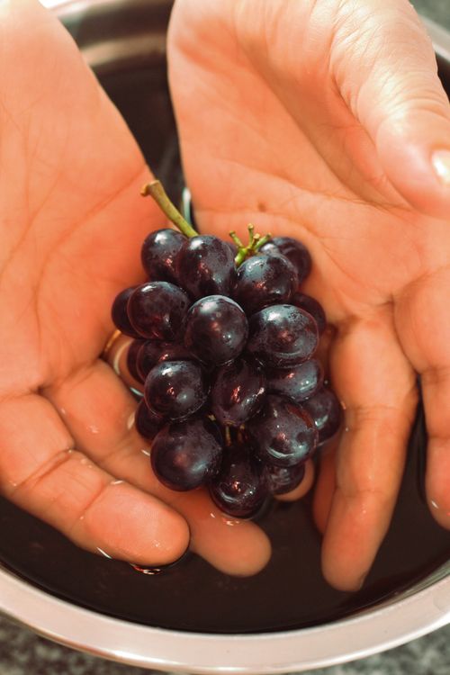 Free A cluster of fresh grapes held in hands over a bowl of water, perfect for food imagery. Stock Photo